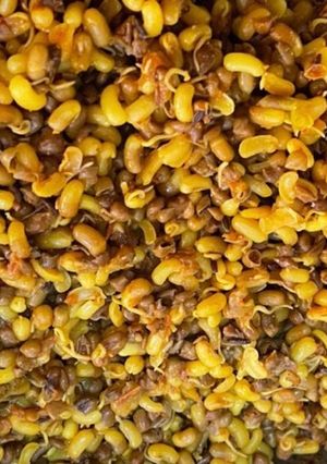 अंकुरित मोठ (Ankurit moth recipe in hindi) रेसिपी मुख्य फोटो