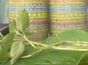 A picture of malunggay with coconut milk