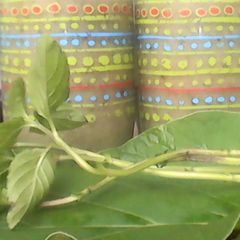 A picture of Chayote fruit Smothie & Hoja santa & Aloe Vera.