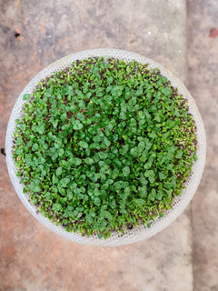 Una foto de Brotes de chía 🌱 Especial para niños, una propuesta saludable para ver crecer, cosechar y saborear