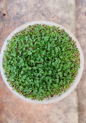 Una foto de Brotes de chía 🌱 Especial para niños, una propuesta saludable para ver crecer, cosechar y saborear