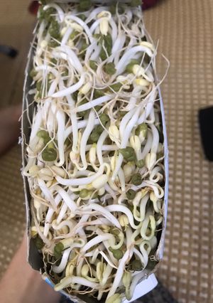 Hình của món Giá đỗ nhà làm.