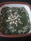 ફરાળી દુધીનો હલવો (Farali Dudhi Halwa Recipe In Gujarati)