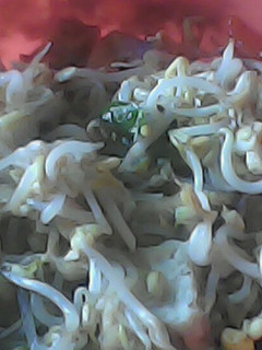 Foto resep Tumis tauge tahu telur