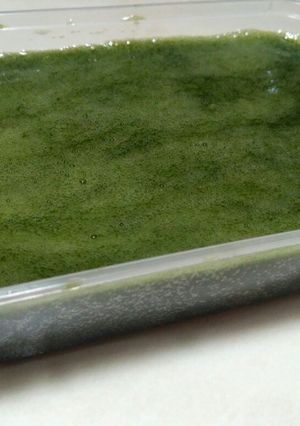 Foto resep Cincau ijo homemade
