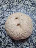 Masa integral con semillas !!