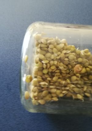 Una foto de Como germinar lentejas o cualquier leguminosa