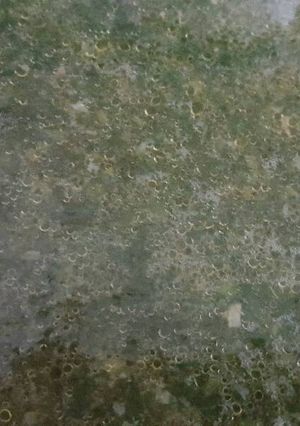 صورة لوصفة الملوخية المجمده