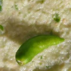 Ginger garlic green chilli paste A picture of Ginger garlic green chilli paste.