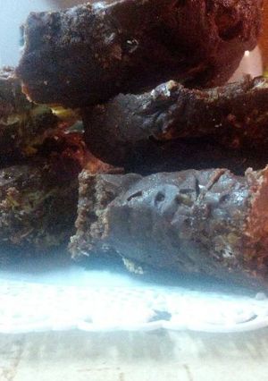Una foto de Turrón de avena y almendras