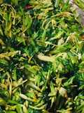 Tumis Sayur Kangkung Bunga Pepaya
