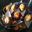 Mejillones en su jugo