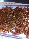Garapiñados