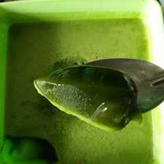 รูปของ Cincau