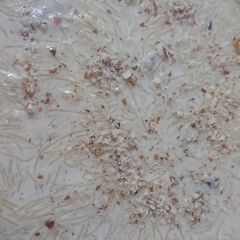 A picture of Vermicelli as sheer korma at home.