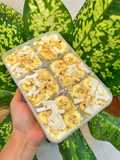 Vietnamese Banana Coconut Ice Cream