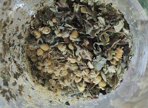 Une photo de Tisane digestive du soir