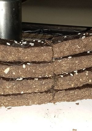 Foto resep Soyjoy Protein Bar Rumahan 81 kal