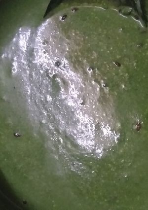बथुआ दही रायता रेसिपी मुख्य फोटो