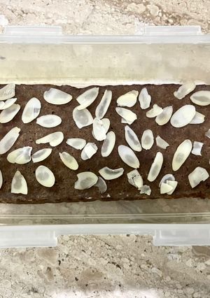 Foto resep Bolu / Brownies Pisang Kukus Snack MPASI Tanpa Tepung Tanpa Gula (Peanut Butter Banana Cake)