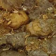 Semur Bola Bola Daging Cincang রেসিপির প্রধান ছবি
