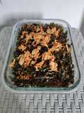 Kailan Bawang Crispy