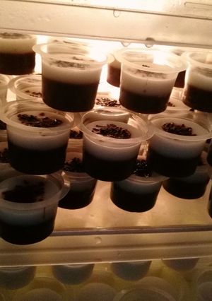 Foto resep Puding sutra coklat dan putih