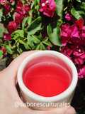 ☕ 🌺 Infusión de Santa Rita o Buganvilla