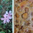 🌸 Clafoutis aux mirabelles