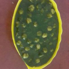 A picture of Chola in palak gravy.