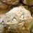 robinmay's pumpkin white chocolate chip cookies