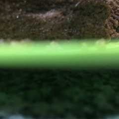 Una foto de Torta en el microondas