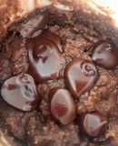 Brownie saludable y rápido en taza