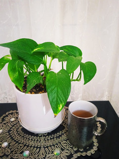 عکسی از دستور دمنوش زرشک