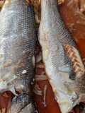 Robalo no forno