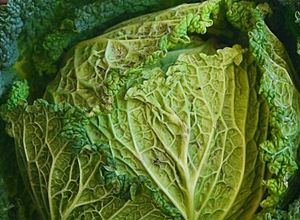 Foto di Cavolo verza insalata