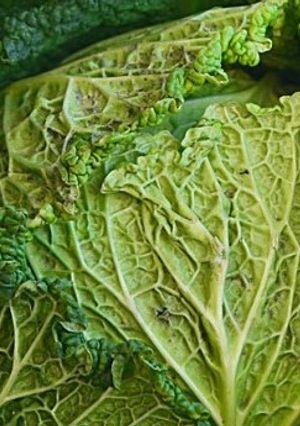 Foto di Cavolo verza insalata