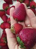 Tip: conservar frutillas en heladera