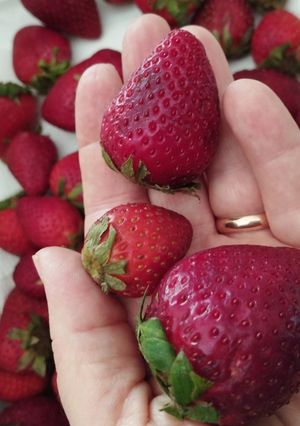 Una foto de Tip: conservar frutillas en heladera