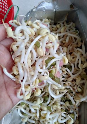 Hình của món Giá đỗ làm tại nhà.