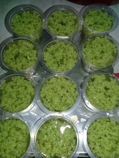 Foto resep Agar agar lumut santan kara