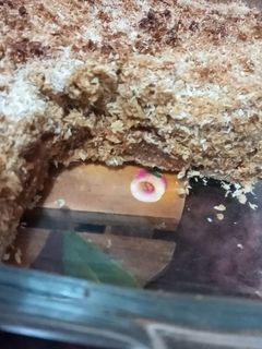 Una foto de Tarta de coco y dulce de leche integral