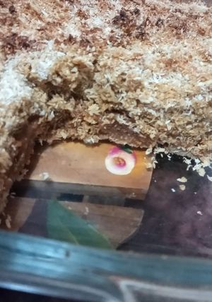 Una foto de Tarta de coco y dulce de leche integral