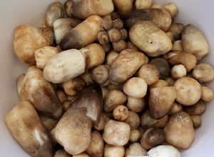 Foto resep Cara Membersihkan Jamur Sawit / Jamur Kulat