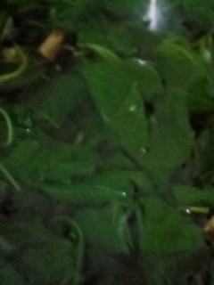 Foto resep Sayur Bayam kuah bening 👌🏻😘