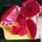 Jelly buah naga
