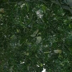 A picture of Economy Sukuma Wiki.