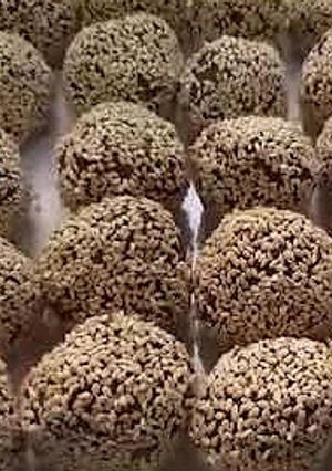 صورة لوصفة حلاوة التمر