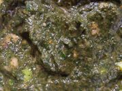 A picture of bunch green onion