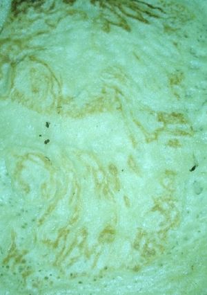 A picture of Pancake 😋😍.